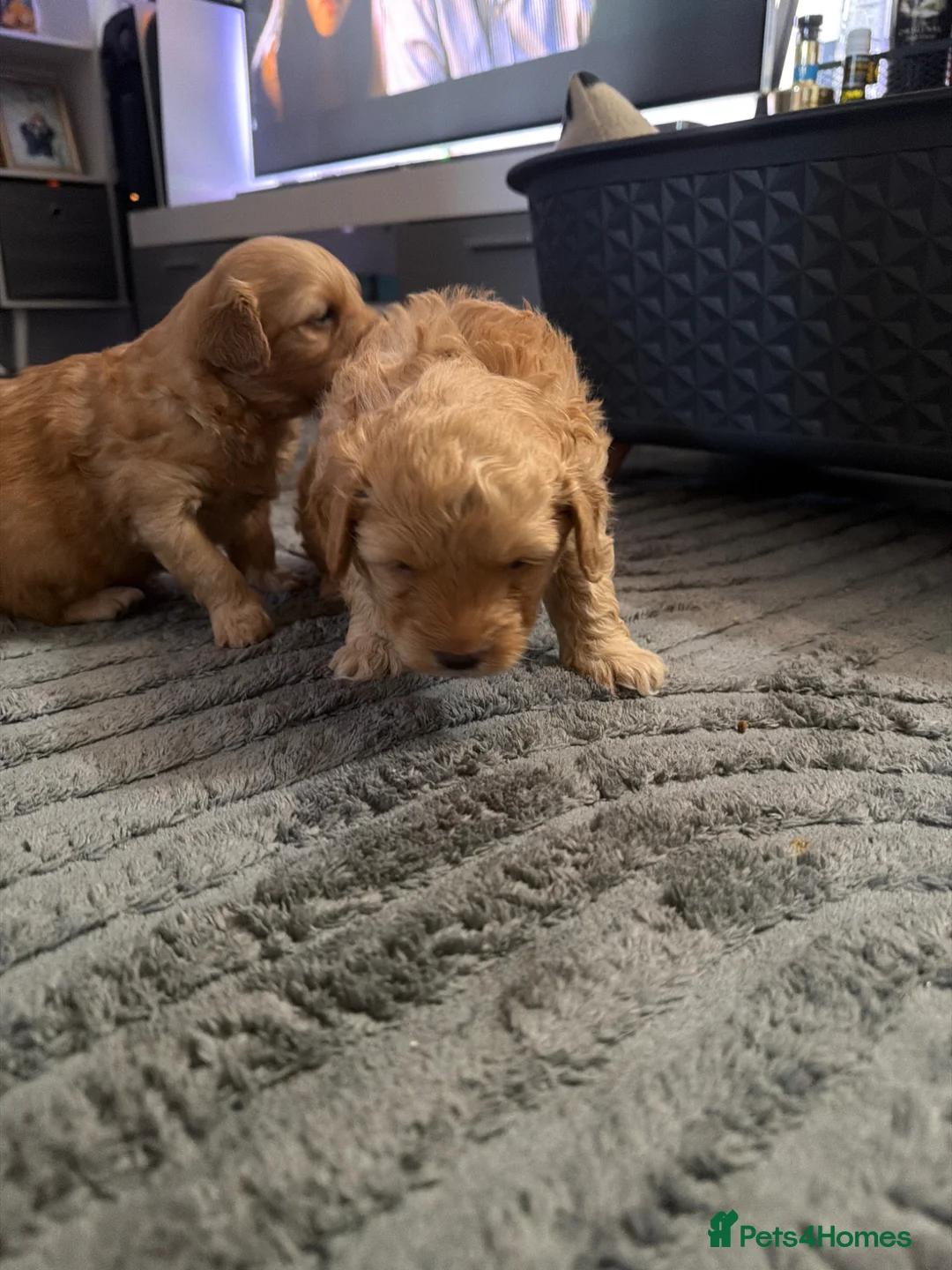 Mixed Breed dogs for sale: Two beautiful cavapoo F1  - Advert 2