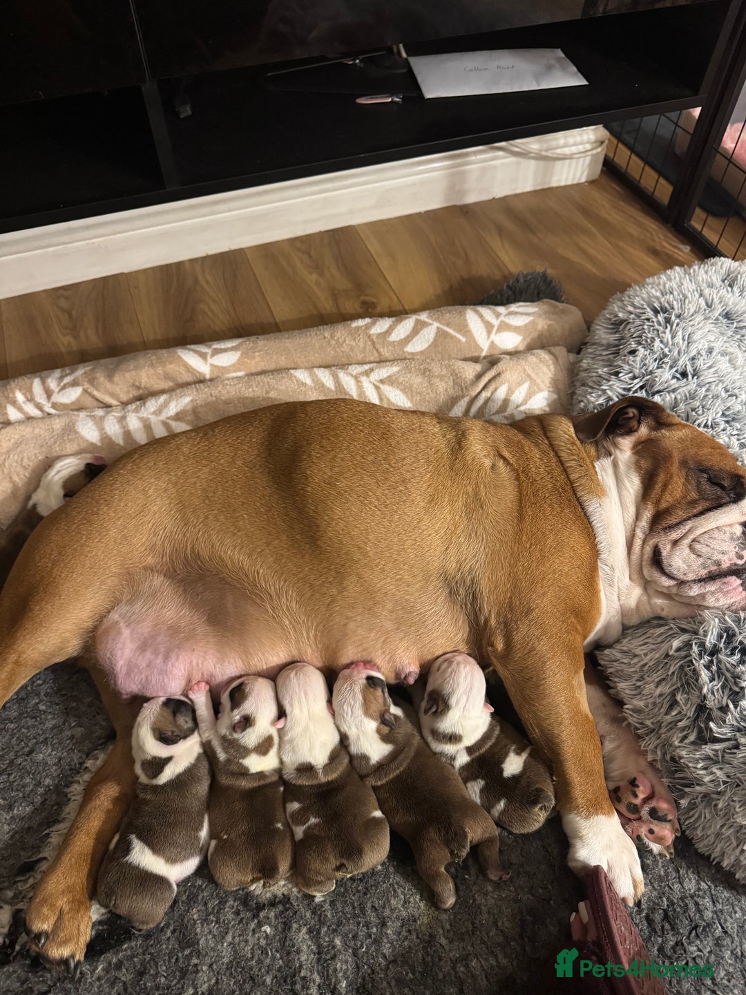 English Bulldog dogs for sale: Stunning English bulldog puppies  - Advert 39