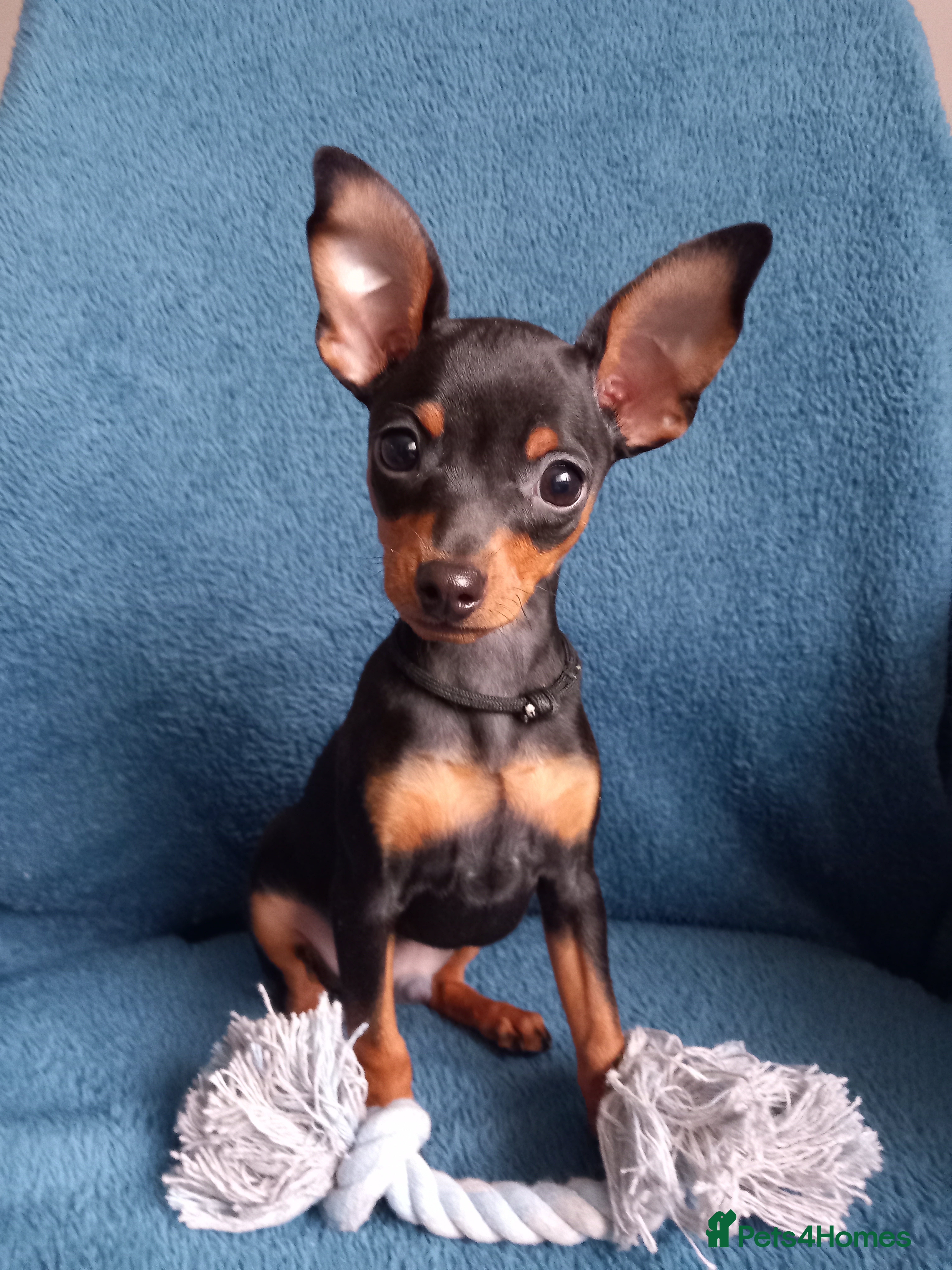 Miniature Pinscher dogs KC Reg Mini Pins, 1 remaining (READY TO LEAVE NOW) - Advert 1