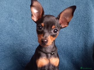 Miniature Pinscher dogs KC Reg Mini Pins, 1 remaining (READY TO LEAVE NOW) - Advert 2