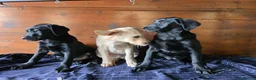 Labrador Retriever dogs for sale: Gorgeous litter of labrador puppies  - Advert 14