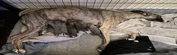 Whippet dogs for sale: Whippet Puppies Ready now - Advert 1