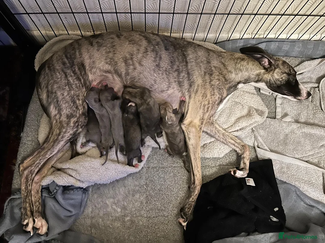 Whippet dogs for sale: Whippet Puppies Ready now - Advert 1