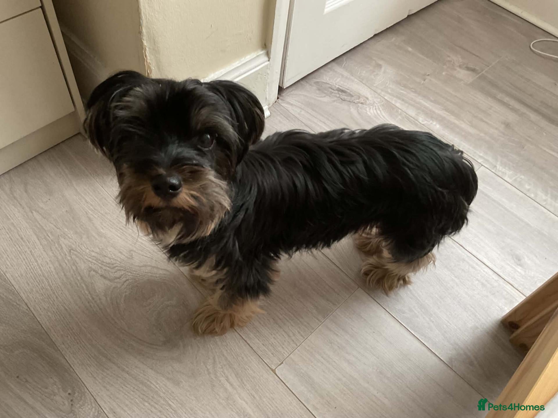 Yorkshire Terrier dogs Yorkshire terrier puppy - Advert 1