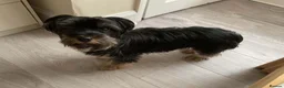 Yorkshire Terrier dogs for sale: Yorkshire terrier puppy in Edinburgh - Advert 1