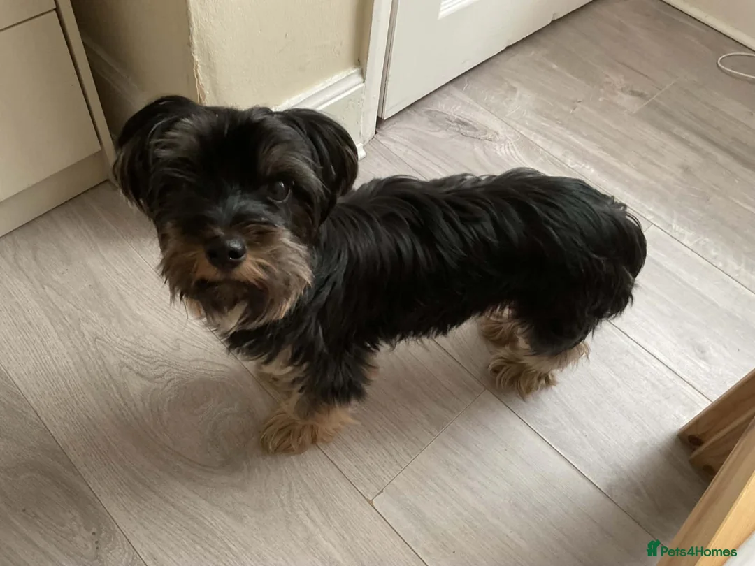 Yorkshire Terrier dogs for sale: Yorkshire terrier puppy in Edinburgh - Advert 1