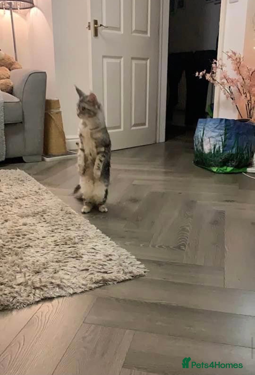 Maine Coon cats for sale: Beautiful 5 Year old Russian Zuki - Image 4