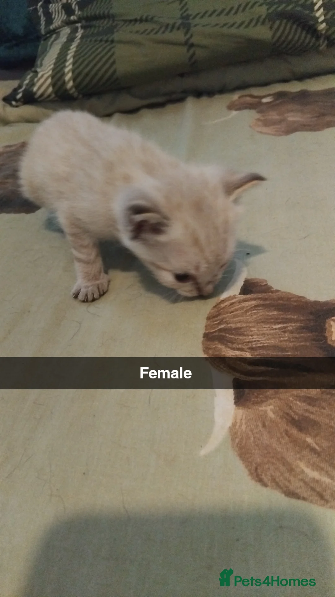 British Shorthair cats for sale: x 1 female kitten for sale  - Advert 2