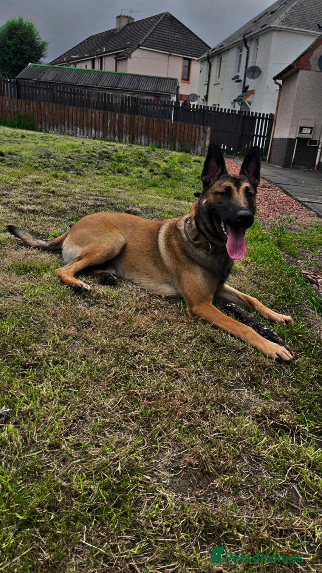 Belgian Shepherd Dog dogs for sale: Belgian mallinos pup - Image 4