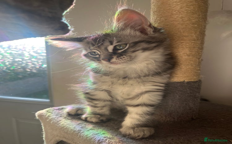Maine Coon cats - Advert 10