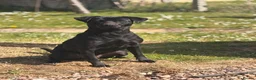 Borador dogs for sale: Rehoming lady  - Advert 3