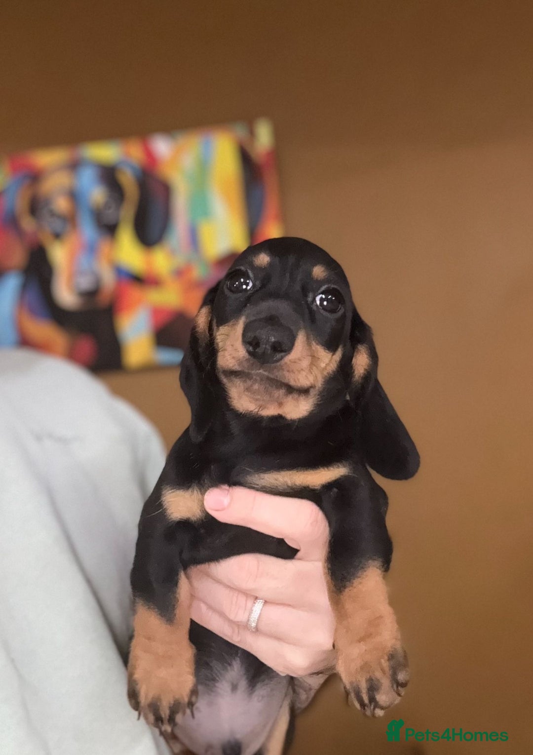 Miniature Dachshund dogs for sale: 🩷Stunning KC Mini Dachshund Puppies READY NOW  - Image 4