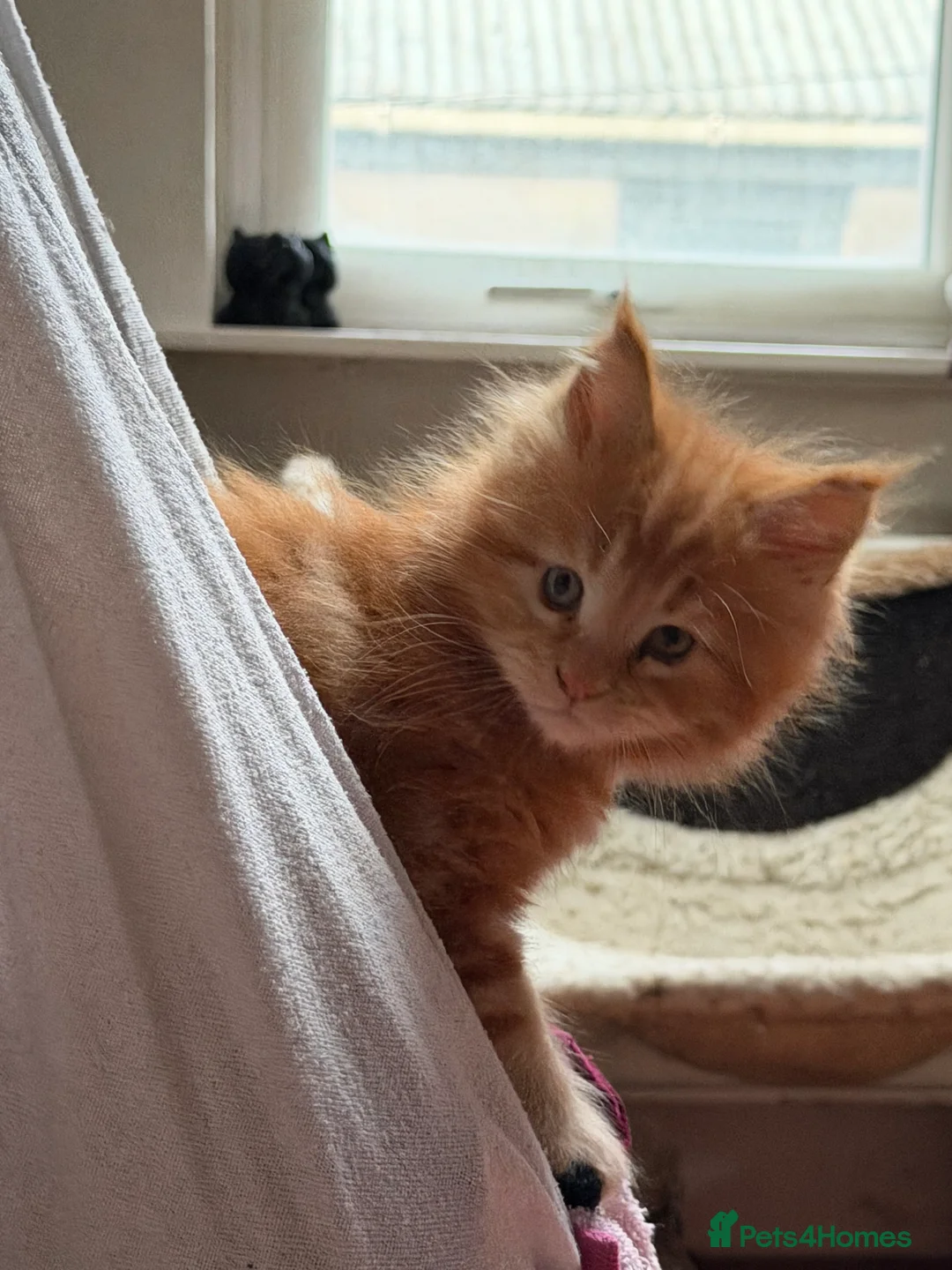 Maine Coon cats for sale: Rare ginger Maine Coon kittens - Advert 7