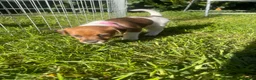 Jack Russell dogs for sale: Ready to leave tomorrow tri boy JRT puppy - Advert 19