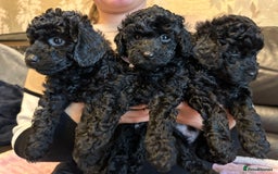 Toy Poodle dogs for sale: KC REG Purebred Stunning Toy Poodle Pups❤️  - Image 24