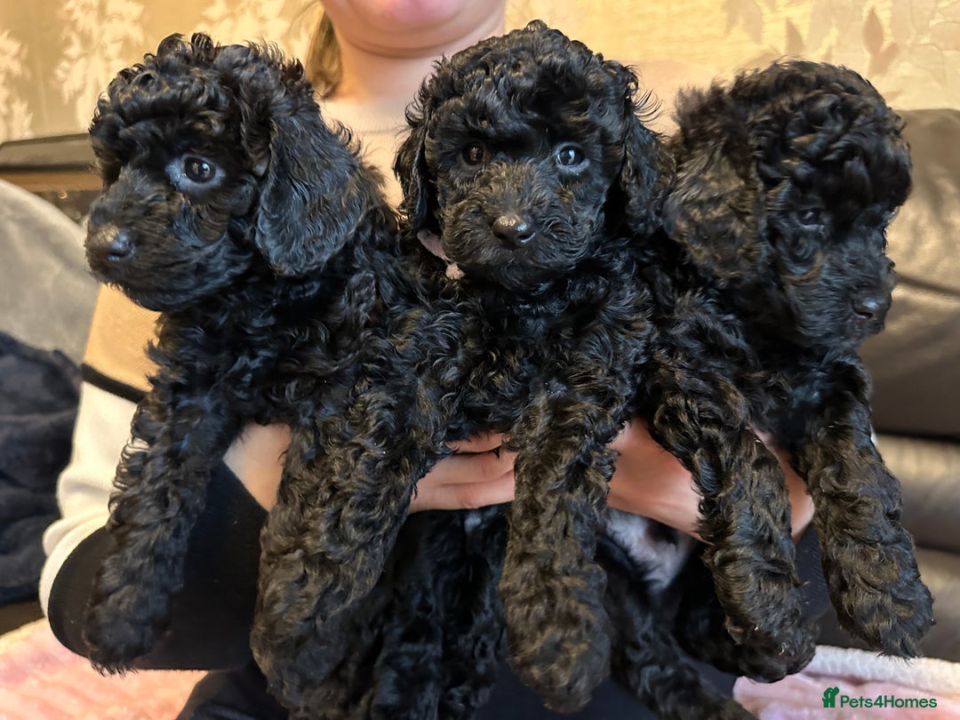 Toy Poodle dogs for sale: KC REG Purebred Stunning Toy Poodle Pups❤️  - Image 24