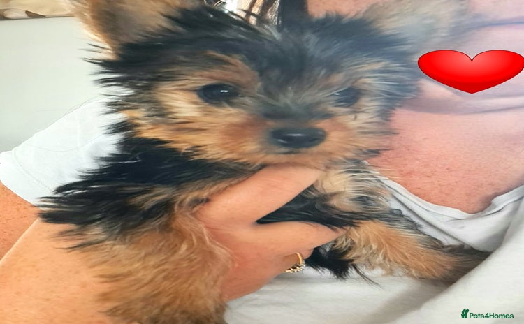 Yorkshire Terrier dogs - Advert 10