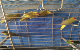 Parrots birds for sale: For sale  - Image 4