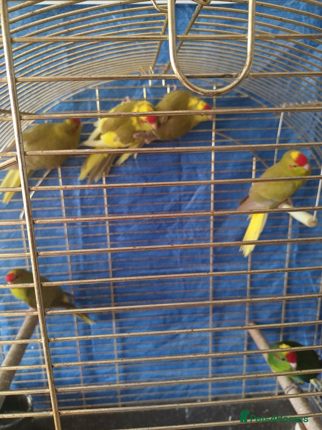 Parrots birds for sale: For sale  - Image 4
