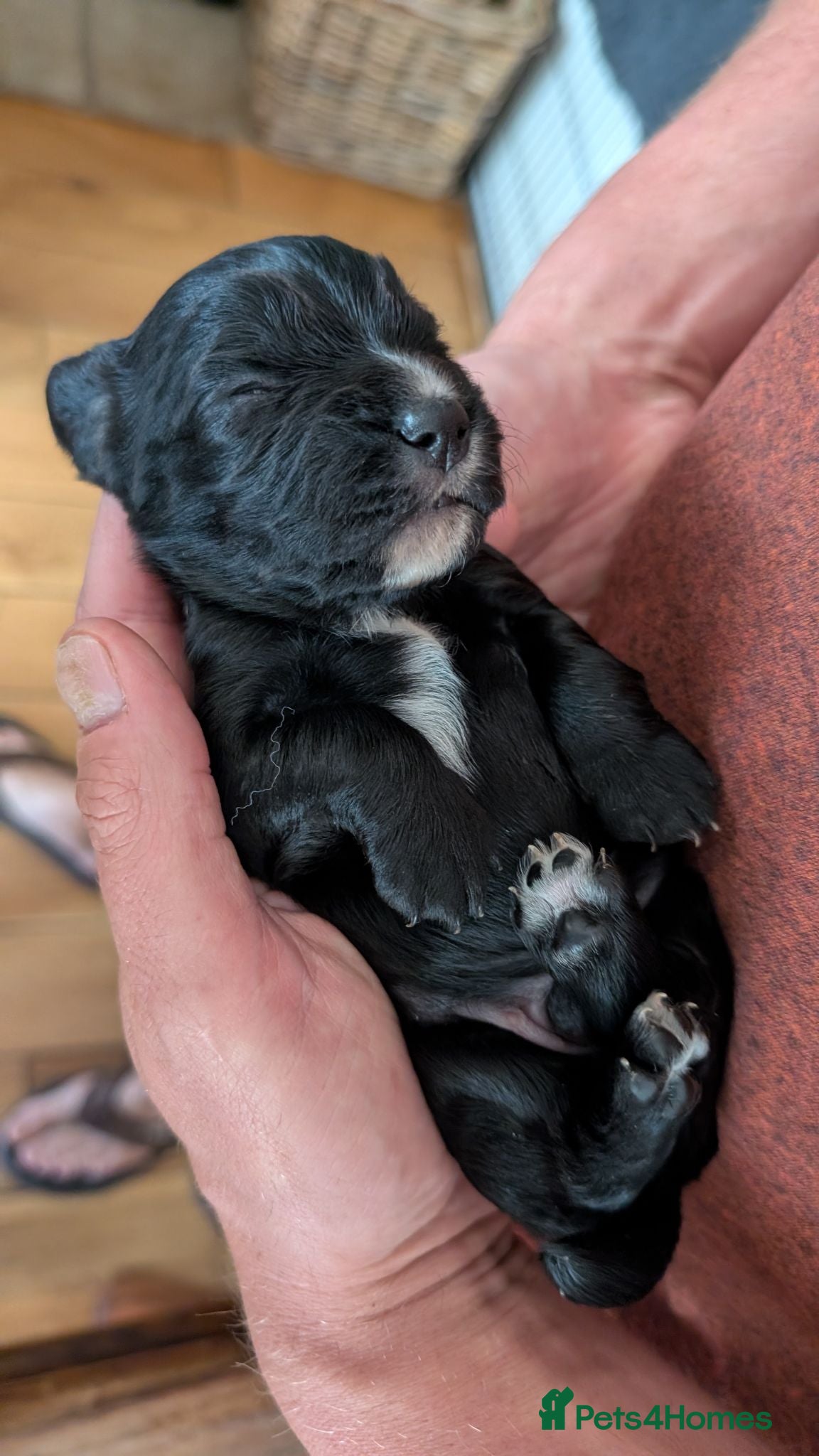 Cocker Spaniel dogs KC Registered Working Cocker Spaniel Puppies  - Advert 4