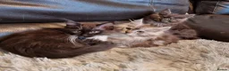 Maine Coon cats for sale: Tica registered kittens - Advert 5
