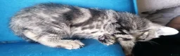 Mixed Breed cats for sale: Adorable kittens  - 8 weeks old - various colours in Chertsey - Advert 21