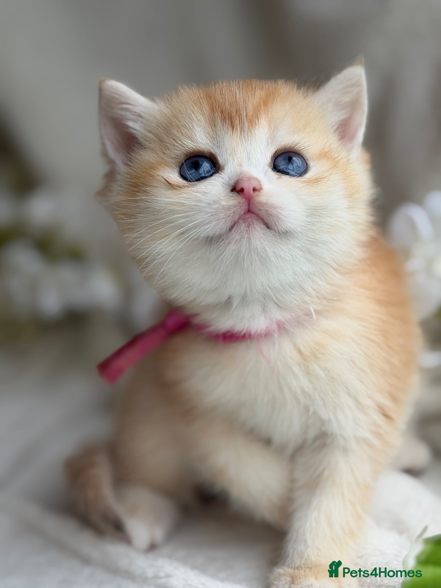 British Shorthair Kitten 5