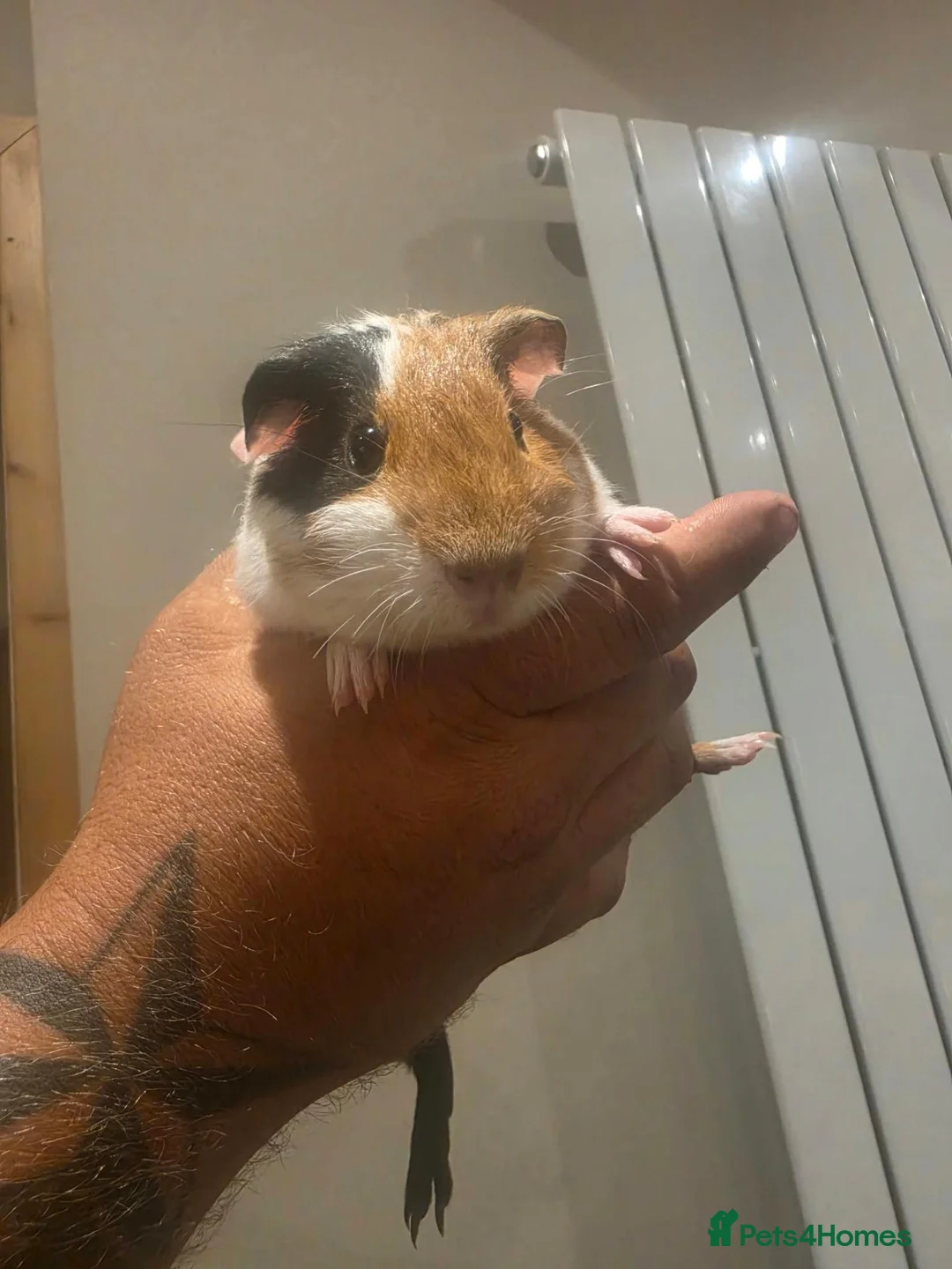 Guinea Pig rodents for sale: 4 baby guinea pigs 8 weeks old in Stanley - Advert 4
