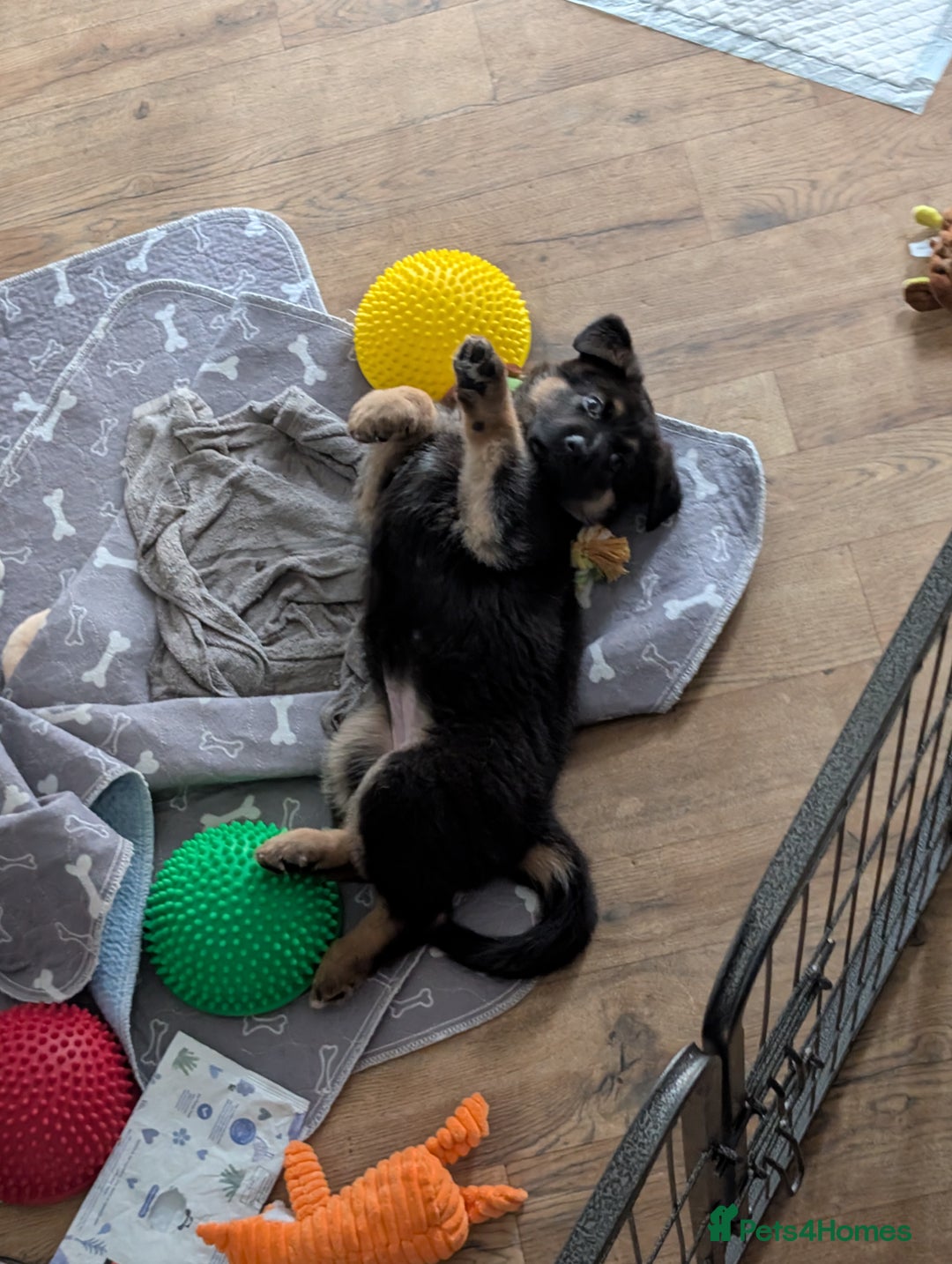 German Shepherd dogs for sale: Health Tested German Shepherd Available! 🐾🖤 - Image 8
