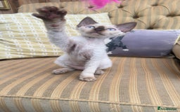 Devon Rex cats for sale: Beautiful GCCF registered girls  - Image 4