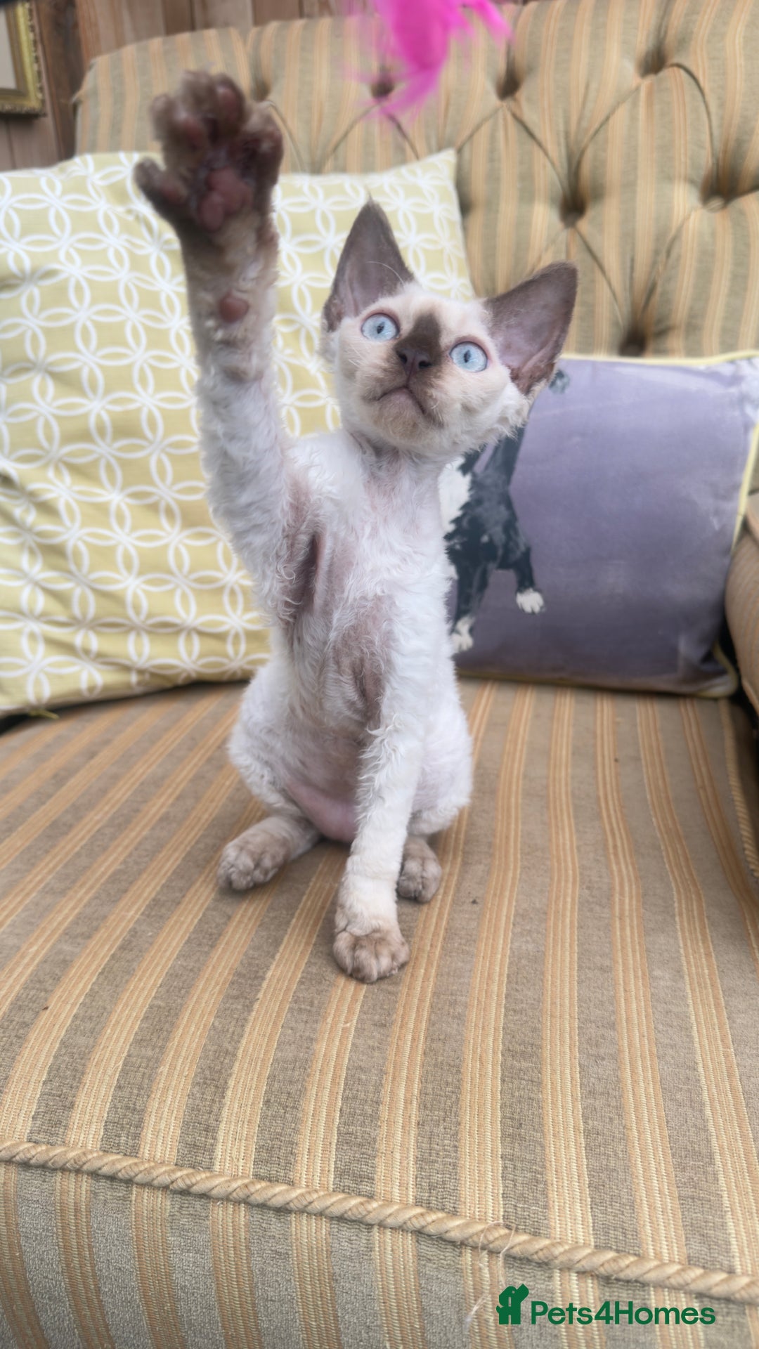 Devon Rex cats for sale: Beautiful GCCF registered girls  - Image 4