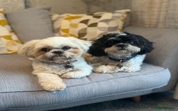 Shih Tzu dogs for sale: ⭐️Beautiful  Shih~Tzu puppies Ready 3rd October🐾 - Image 4