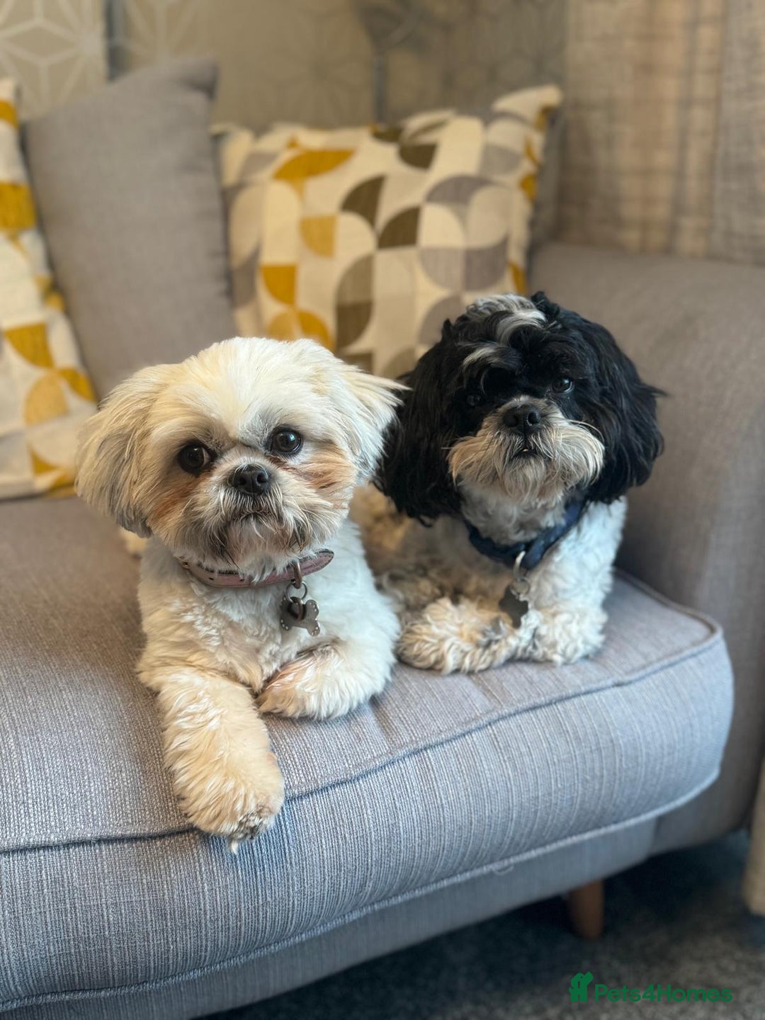 Shih Tzu dogs for sale: ⭐️Beautiful  Shih~Tzu puppies Ready 3rd October🐾 - Image 4
