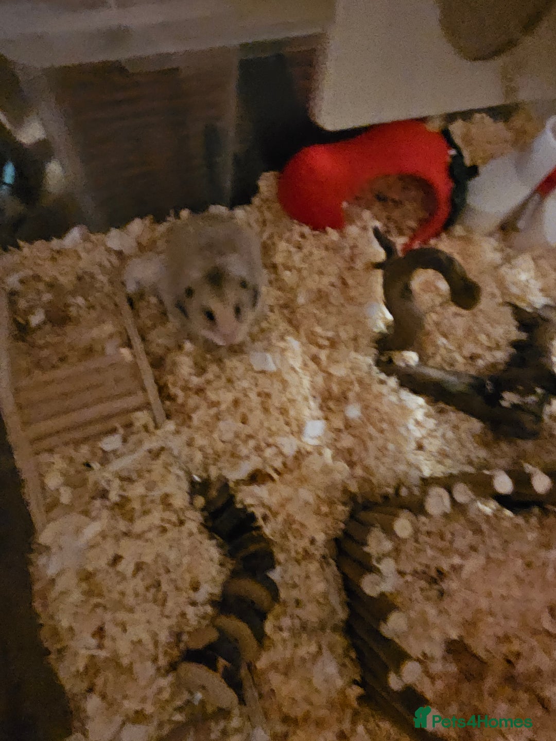 Hamster rodents for sale: Syrian Long Hair and Full Set Up - Advert 4