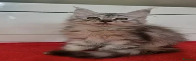 Maine Coon 3
