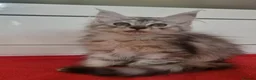 Maine Coon cats for sale: Beautiful Maine Coon Kittens  - Advert 12