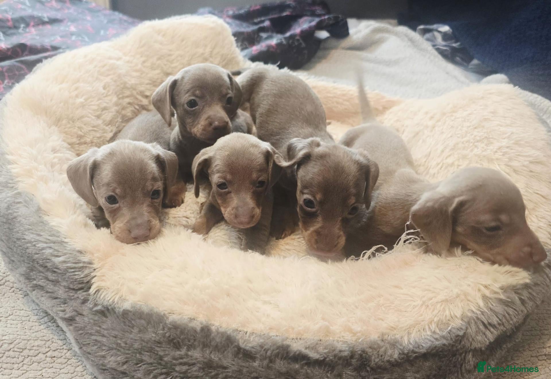 Dachshund dogs Beautiful little dachshund puppies - Advert 5