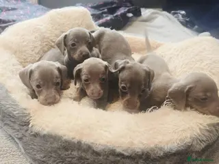 Dachshund dogs Beautiful little dachshund puppies - Advert 5