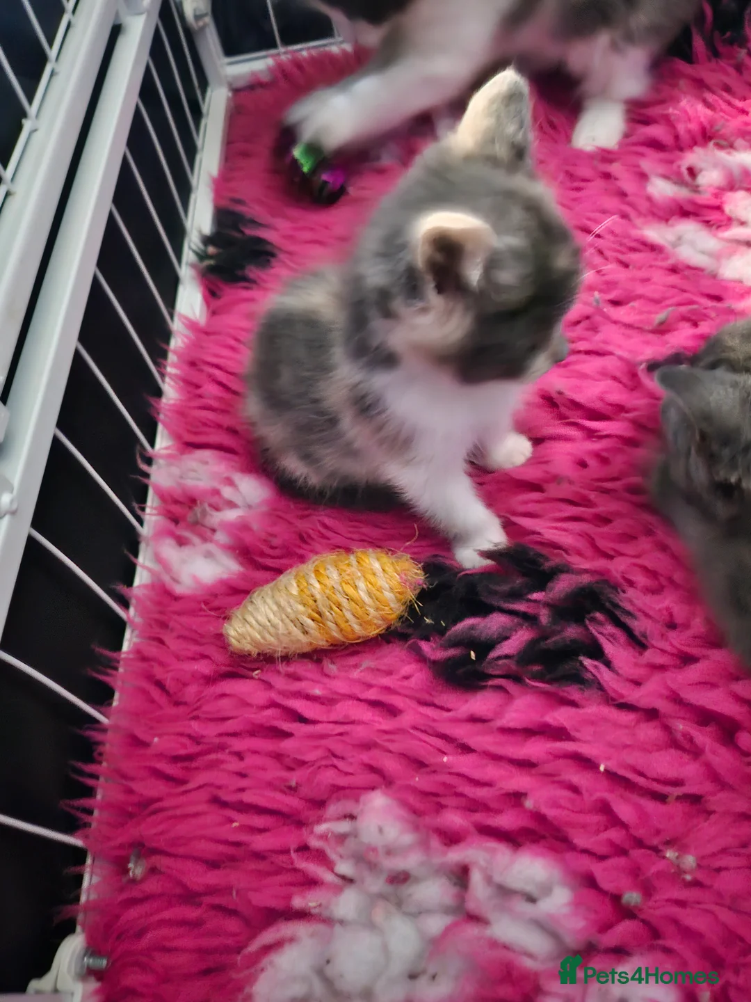 Mixed Breed cats for sale: 9 week old kittens looking forever homes - Advert 8