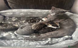Mixed Breed cats for sale: 2 boy kitten left for sale  - Image 12