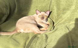 Burmese cats for sale: Chocolate boy  - Image 3