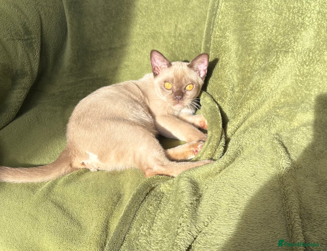 Burmese cats for sale: Chocolate boy  - Image 3