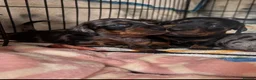 Miniature Dachshund dogs for sale: 3 stunning miniature dachshunds  - Advert 5
