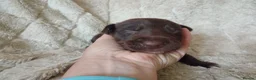 Mixed Breed dogs for sale: Ready to leave £500 ono - Advert 7