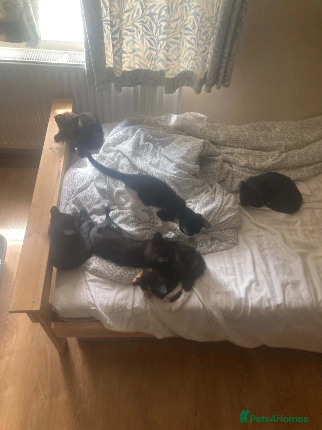 Domestic Shorthair cats for sale: 6 beautiful kittens is ready to go - Advert 2