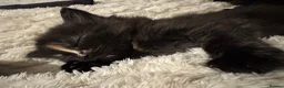 Mixed Breed cats for sale: 4 playful happy fluffy kittens - Advert 10