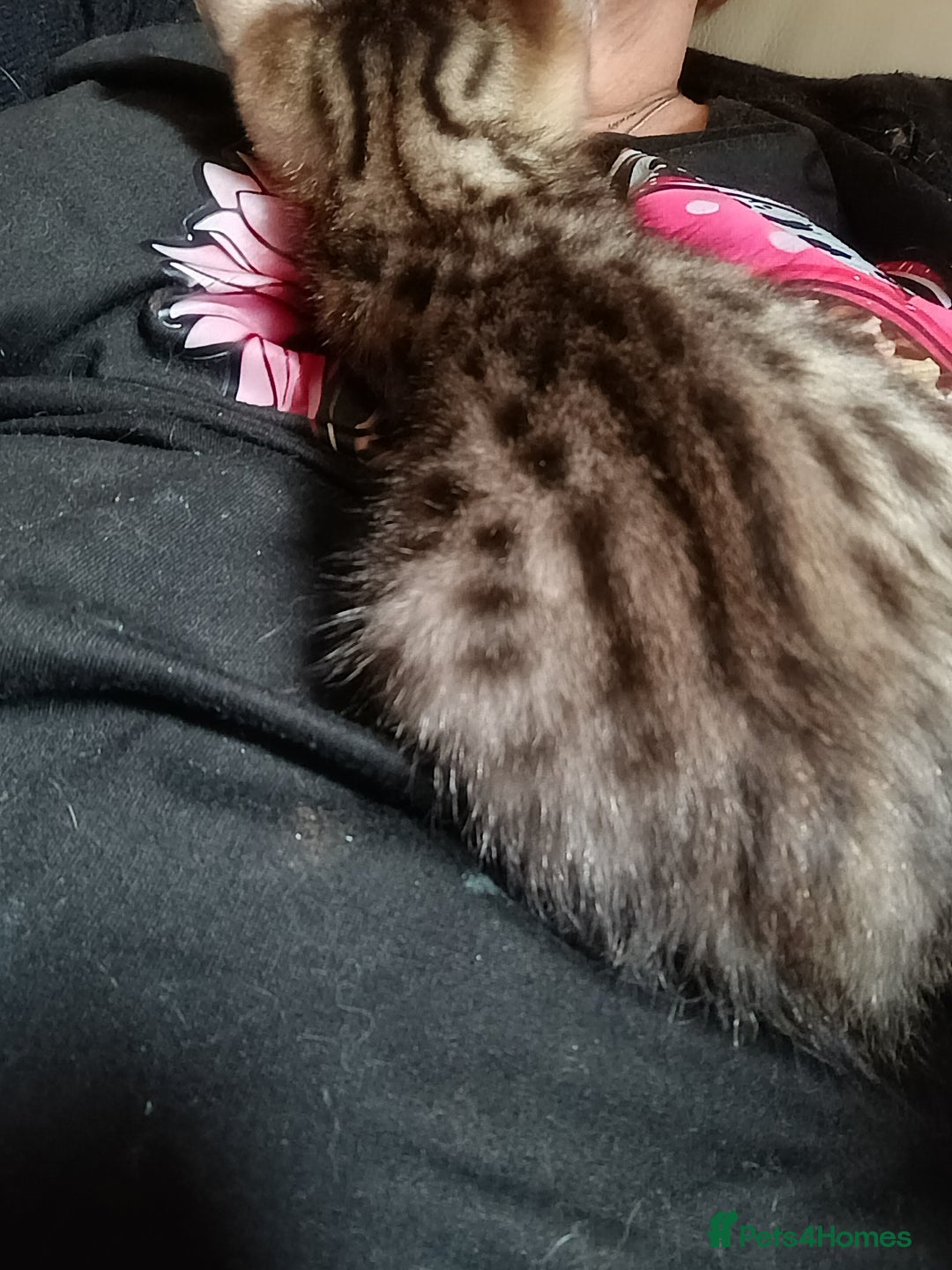 Savannah cats for sale: Gorgeous boy savannah  - Image 4
