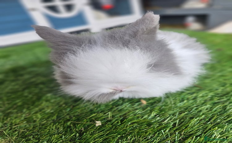 Lionhead rabbits Double mane lionheads different litters  - Advert 2