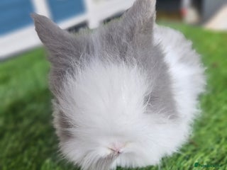 Lionhead rabbits Double mane lionheads different litters - Advert 13