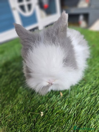 Lionhead rabbits Double mane lionheads different litters - Advert 2